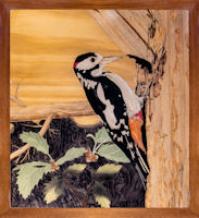 A Great Spotted Woodpecker